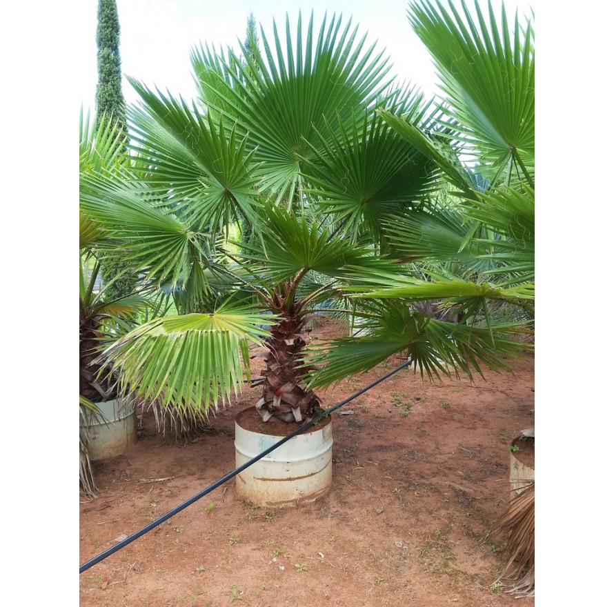 Palmeira Washingtonia